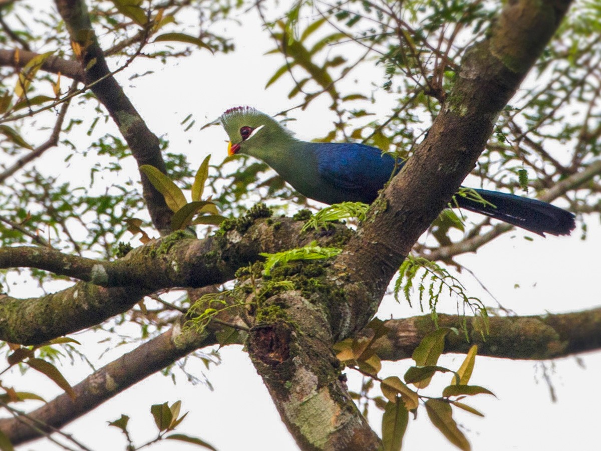 Yellow-billed Turaco - Lars Petersson