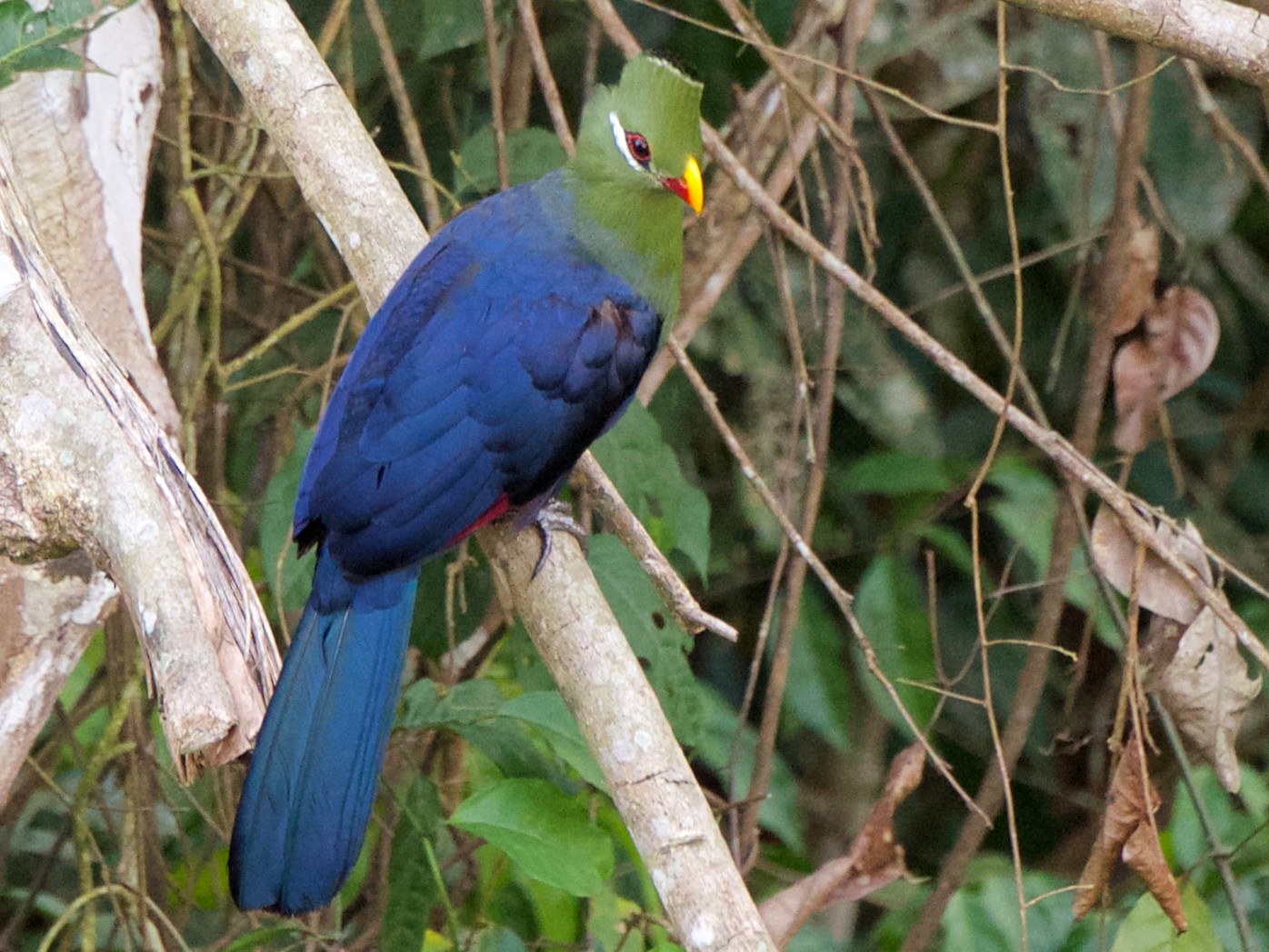 Yellow-billed Turaco - Marilyn Henry