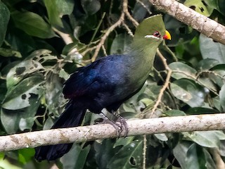  - Yellow-billed Turaco