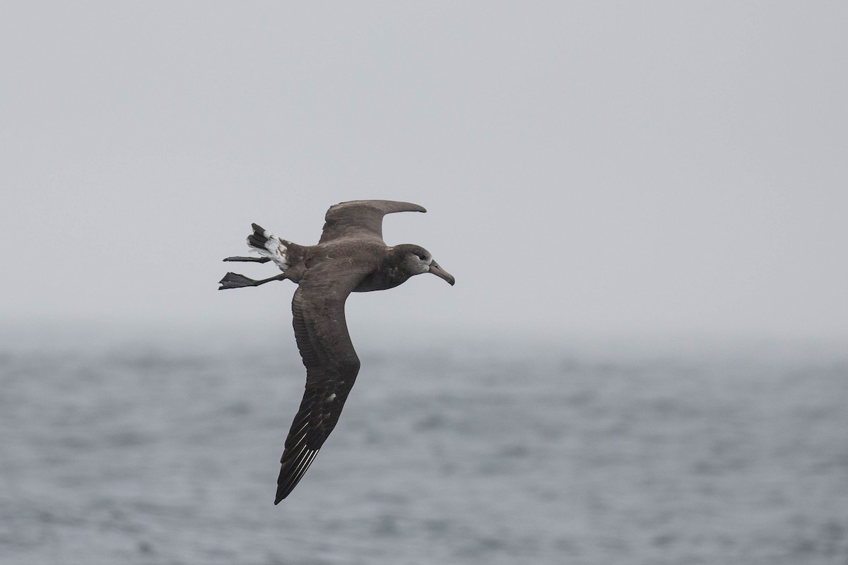 Black-footed Albatross - ML34421181