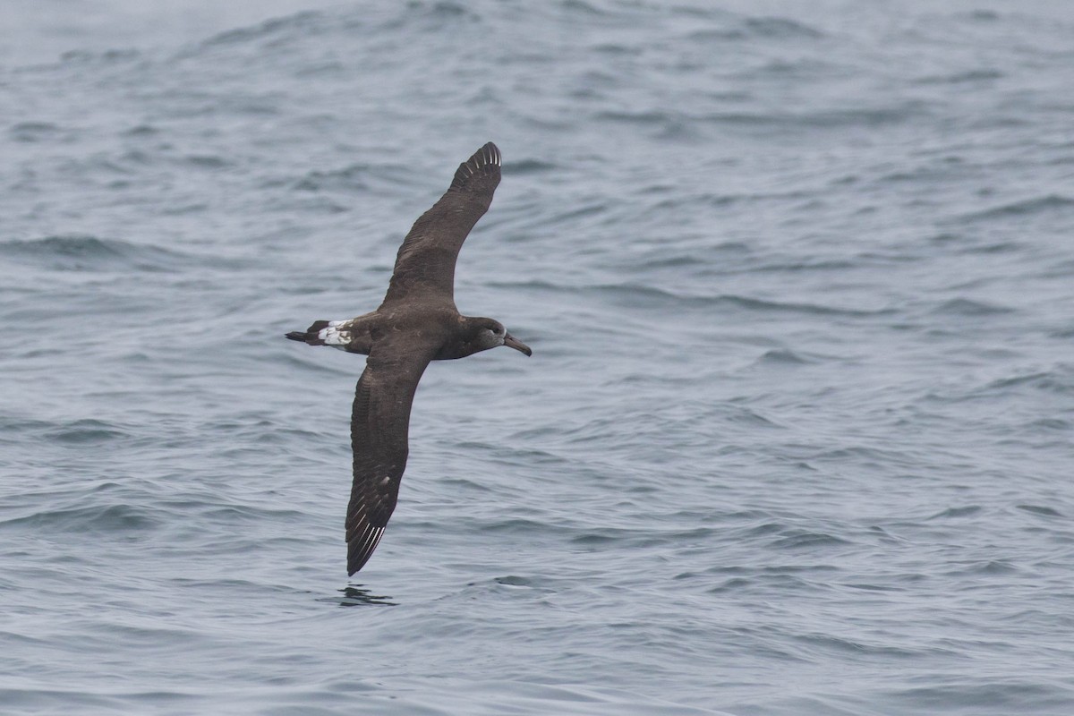 Black-footed Albatross - Ken Chamberlain