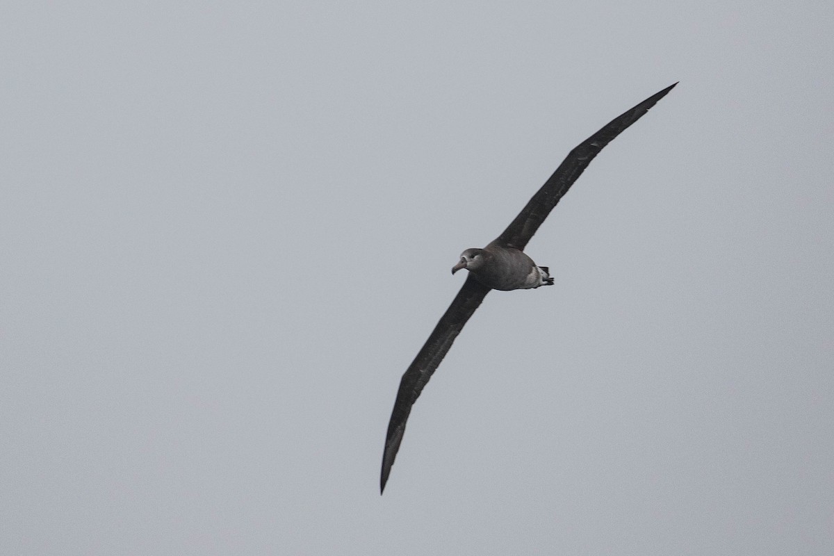 Black-footed Albatross - ML34421201