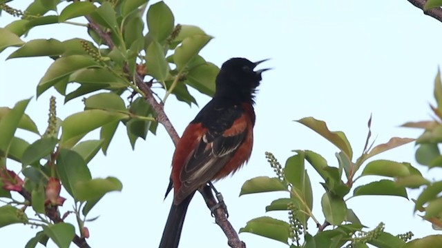 Orchard Oriole - ML344212511