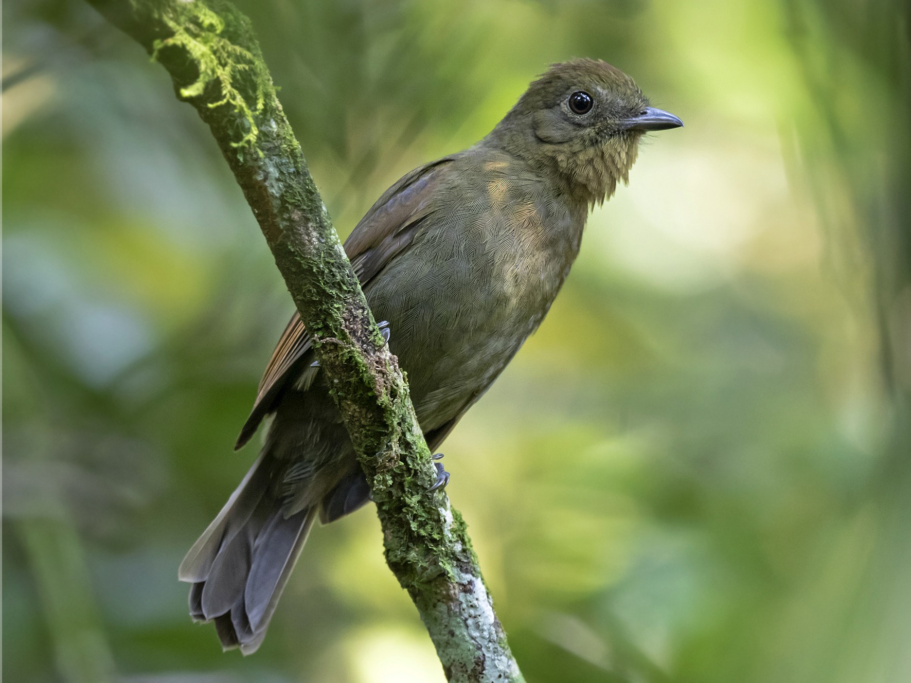 foothill-schiffornis-ebird