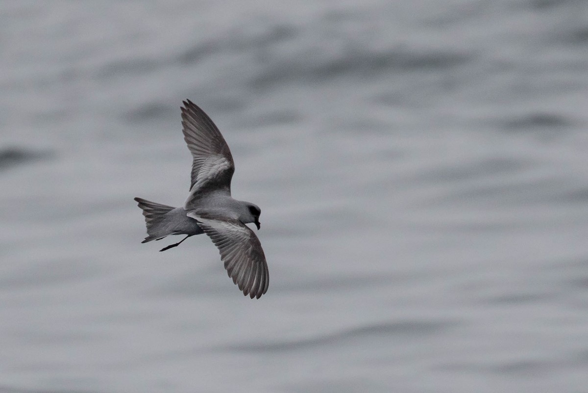 Fork-tailed Storm-Petrel - ML34421351