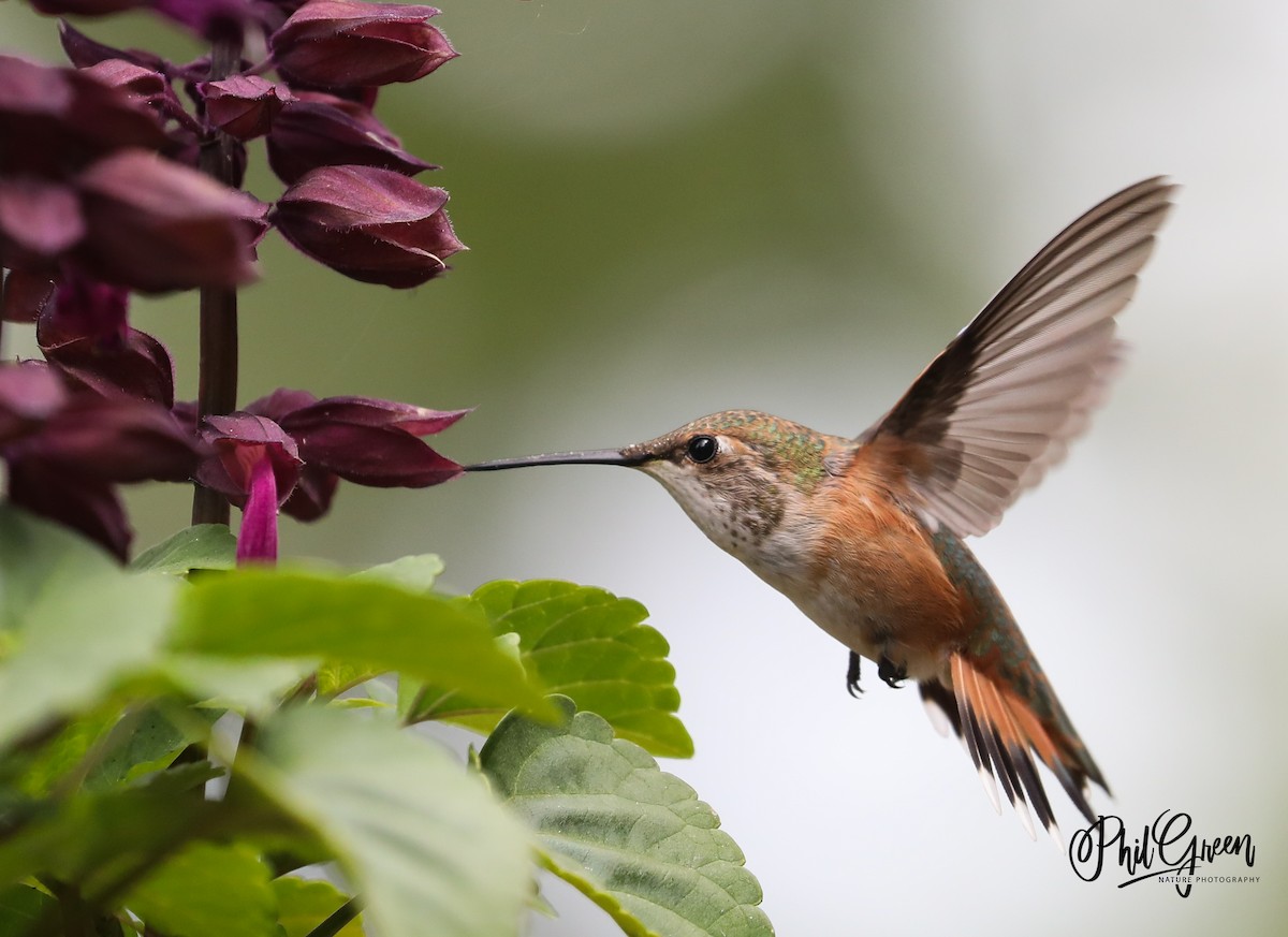 Rufous Hummingbird - ML344213741