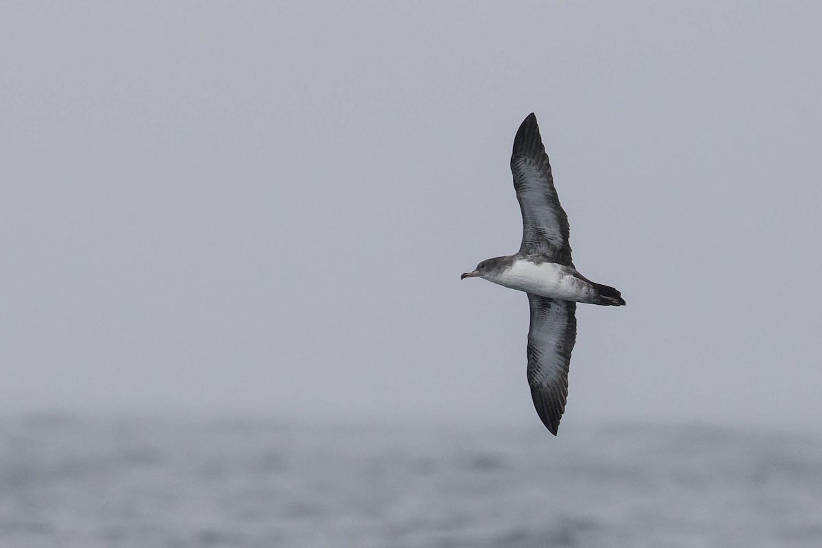 Pink-footed Shearwater - ML34421411