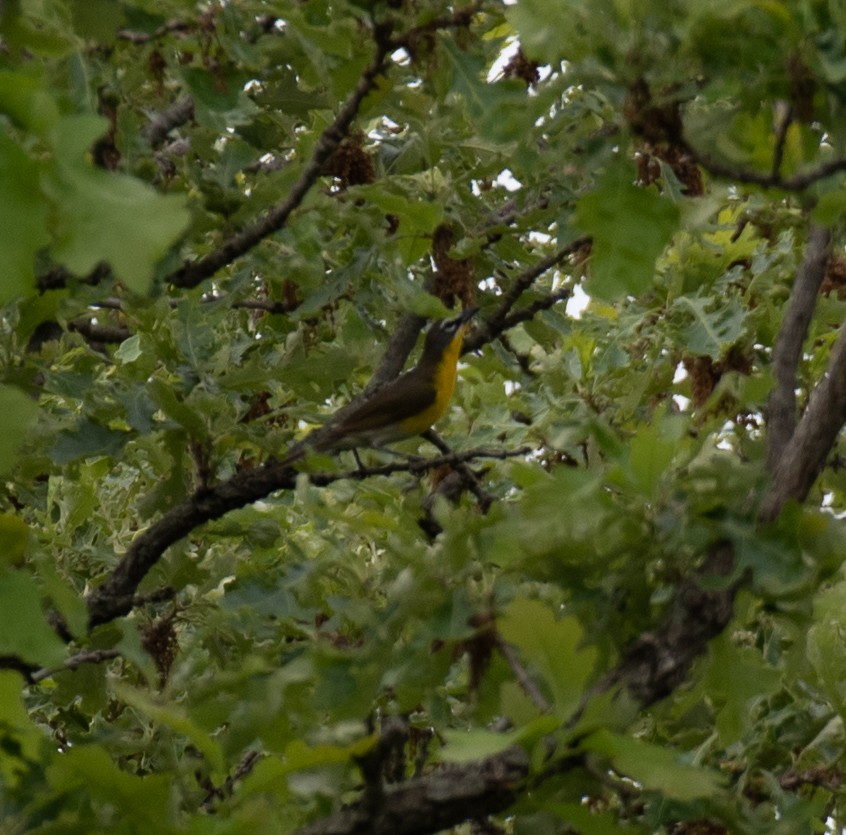 Yellow-breasted Chat - ML344215701