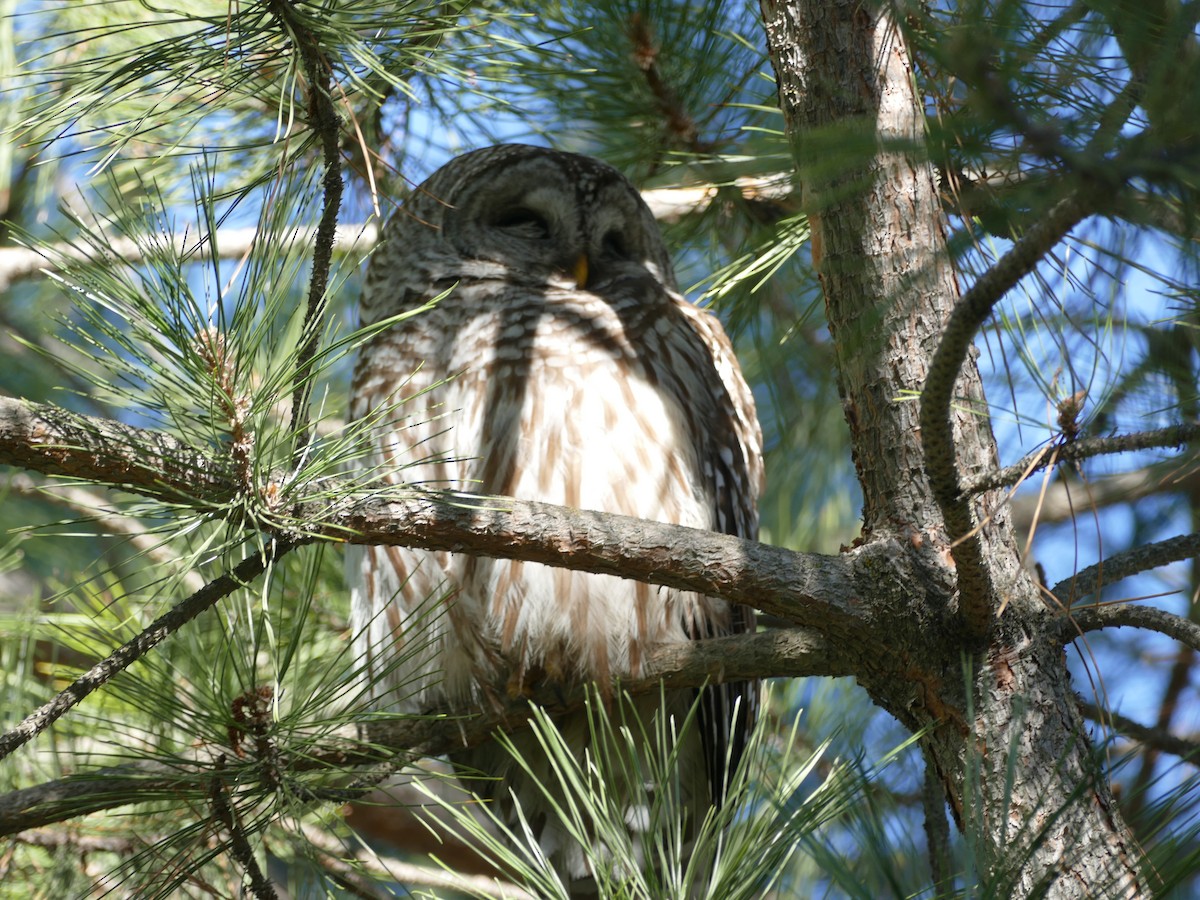 Barred Owl - ML344231281