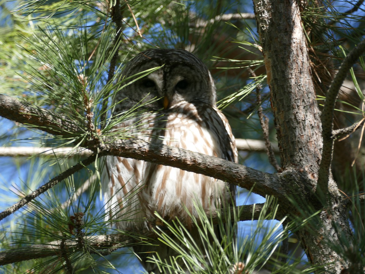 Barred Owl - ML344231351