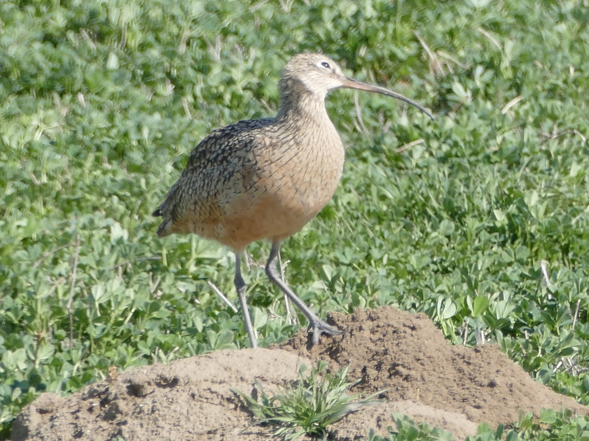 Long-billed Curlew - ML344232061