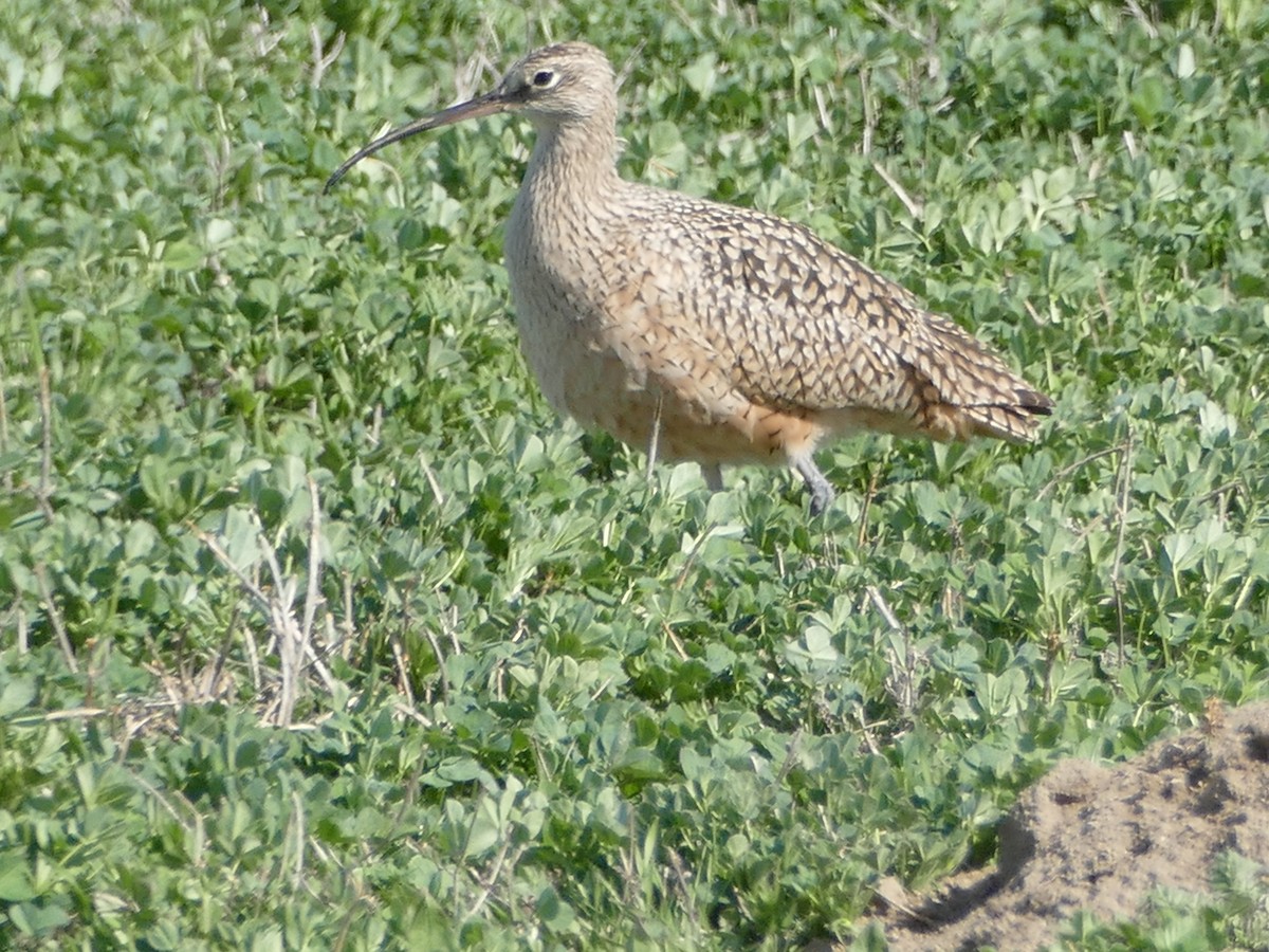 Long-billed Curlew - ML344232161