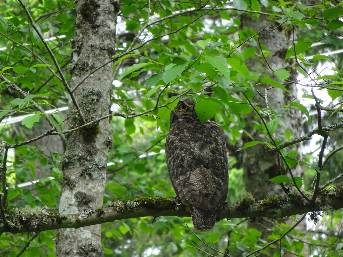 Great Horned Owl - ML344232811