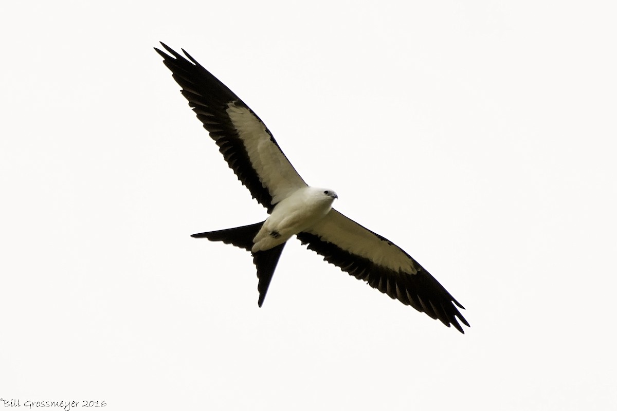 Swallow-tailed Kite - Bill Grossmeyer