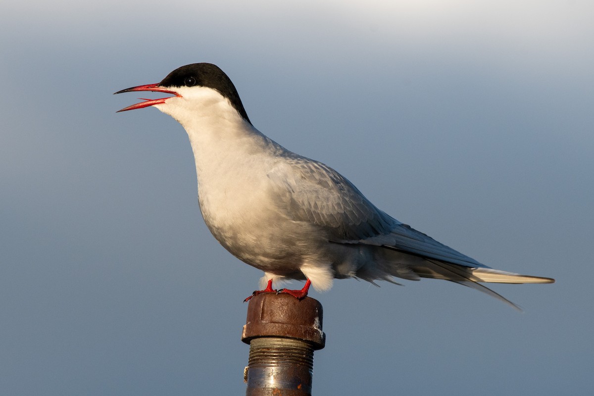 Arctic Tern - Adam Perrier
