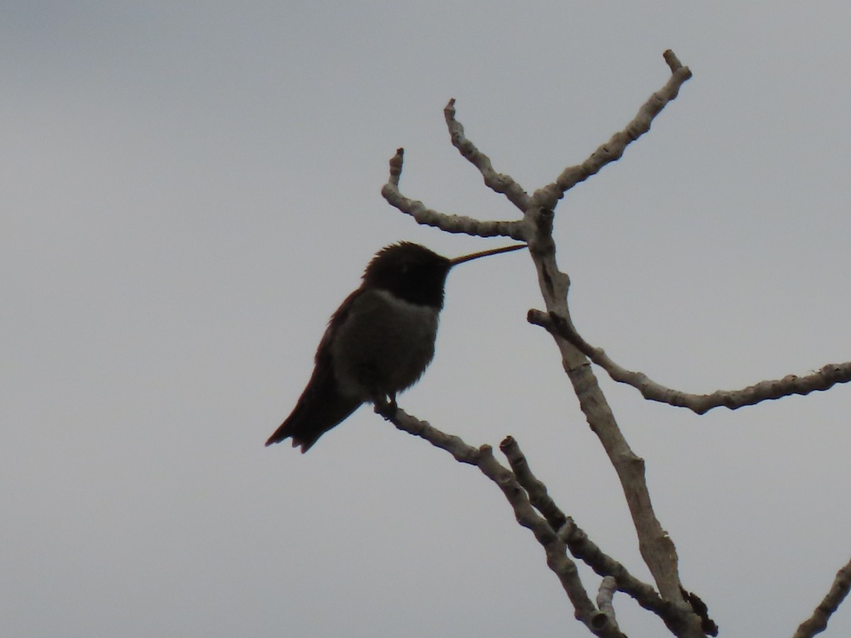Black-chinned Hummingbird - Del Nelson