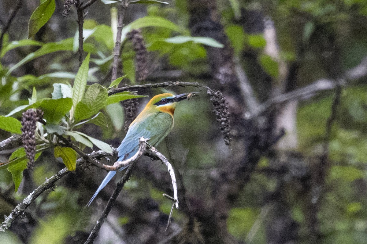 Blue-tailed Bee-eater - ML344245631
