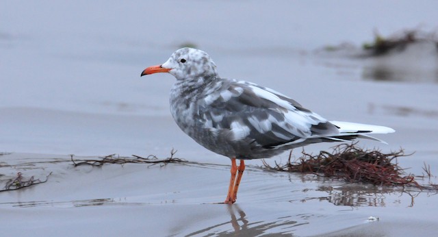 Partially leucistic lateral view. - Gray Gull - 