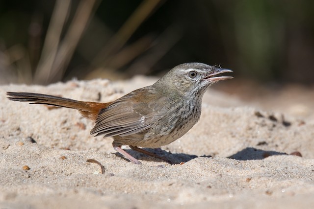 Chestnut Rumped Heathwren Ebird