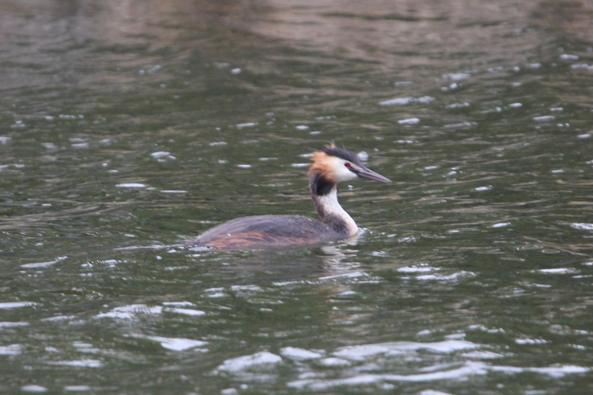 Great Crested Grebe - ML34426051