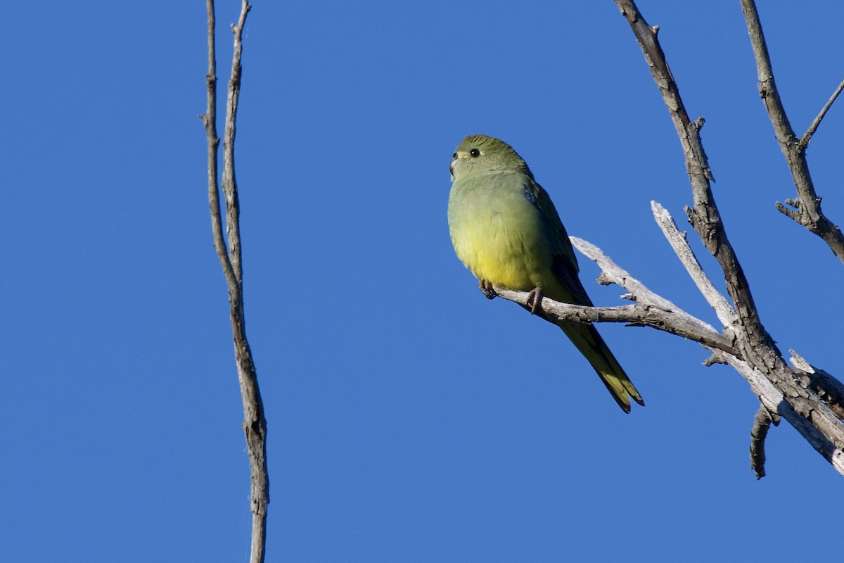 Blue-winged Parrot - Peter Allen