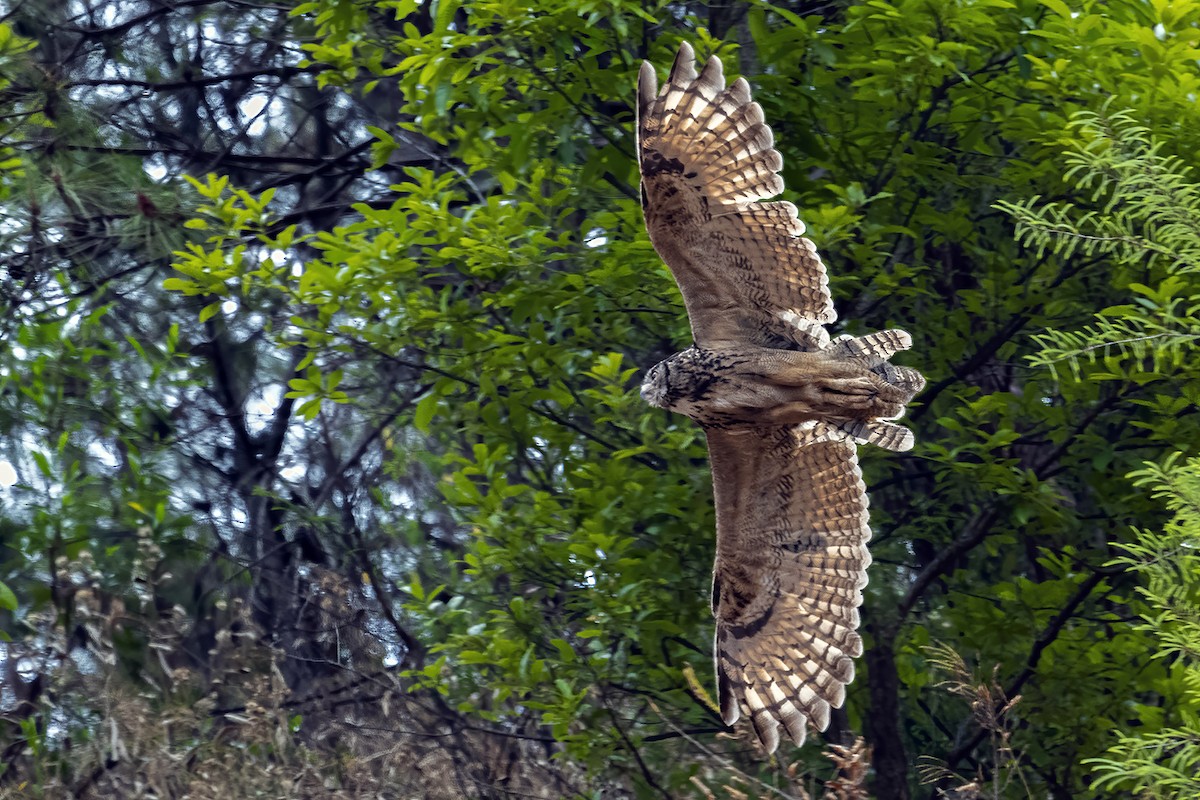 Eurasian Eagle-Owl - Su Li