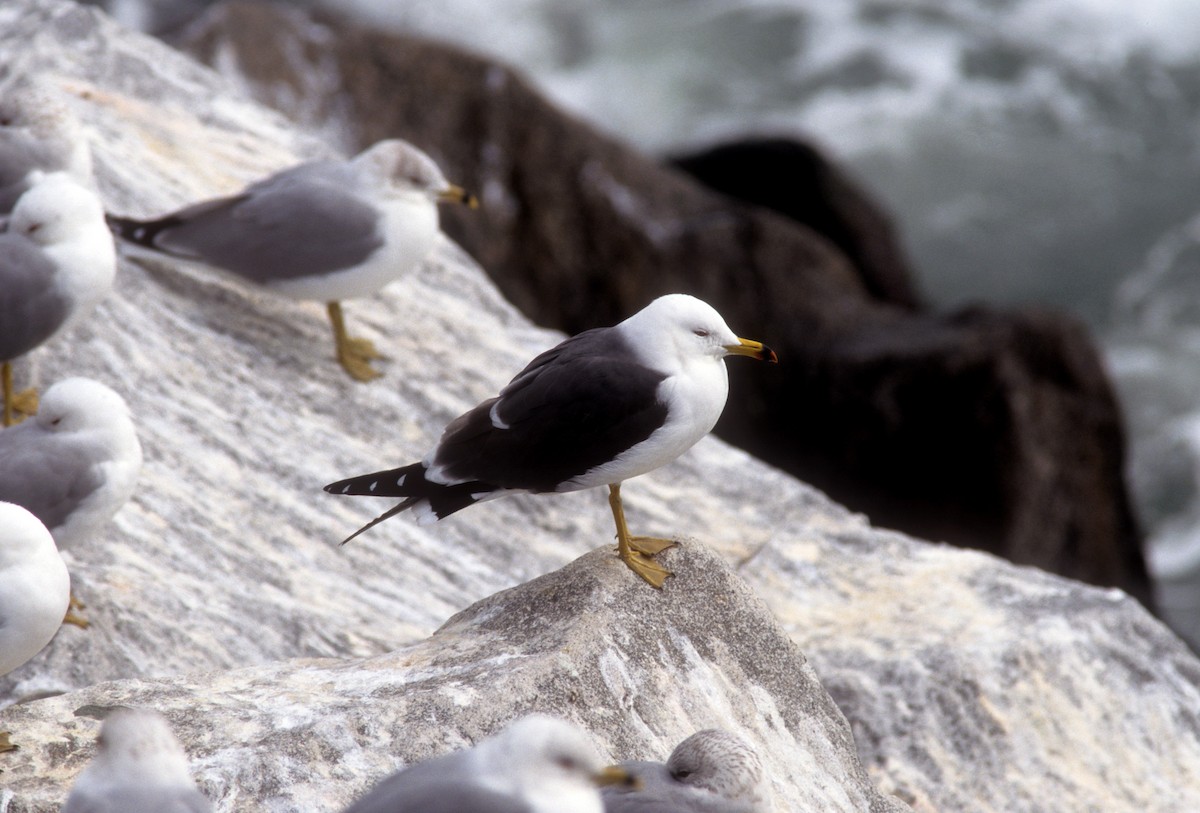 Black-tailed Gull - David Disher
