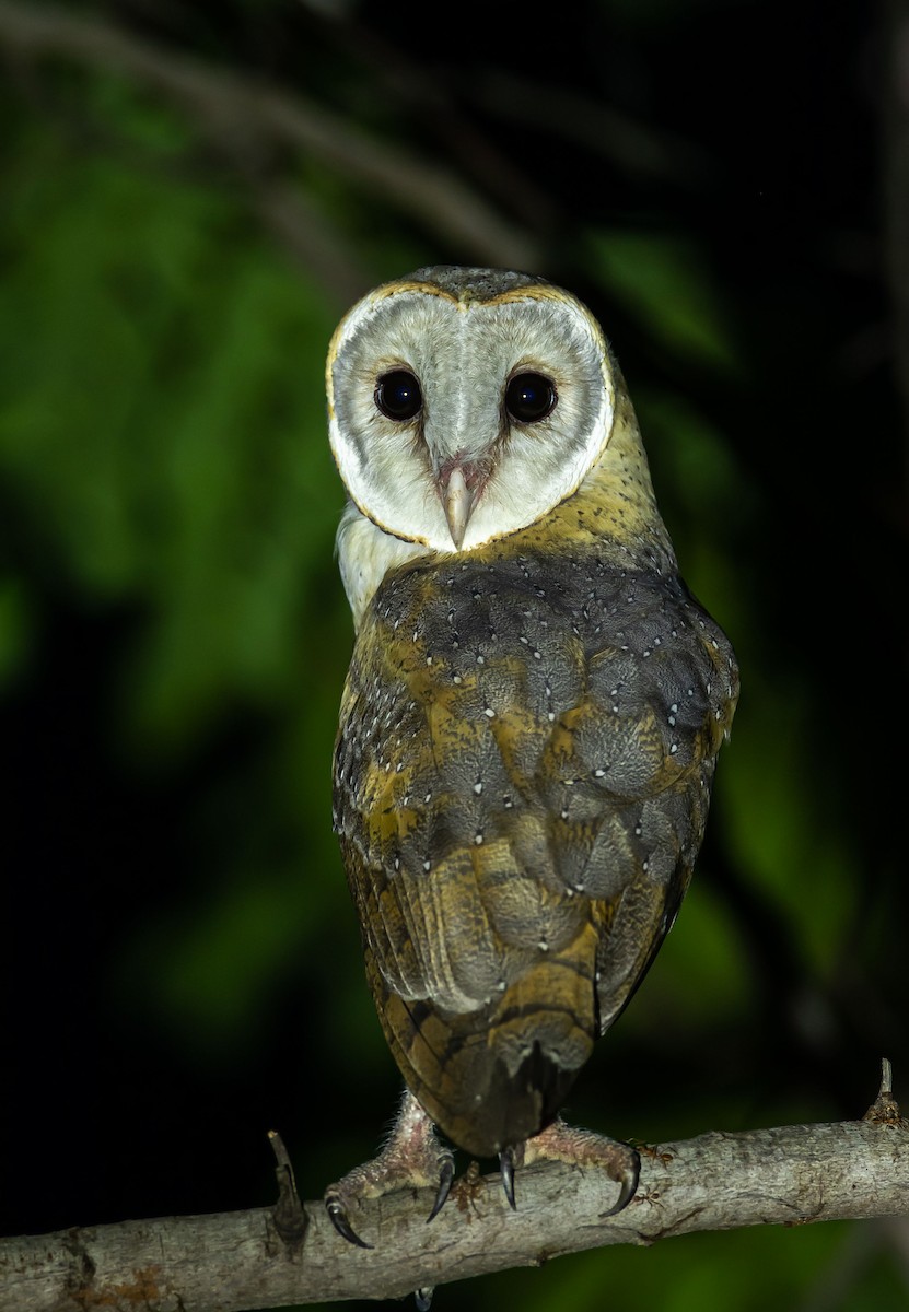 Barn Owl - Rajinikanth Kasthuri