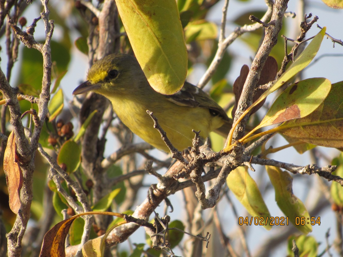 Thick-billed Vireo - ML344264541