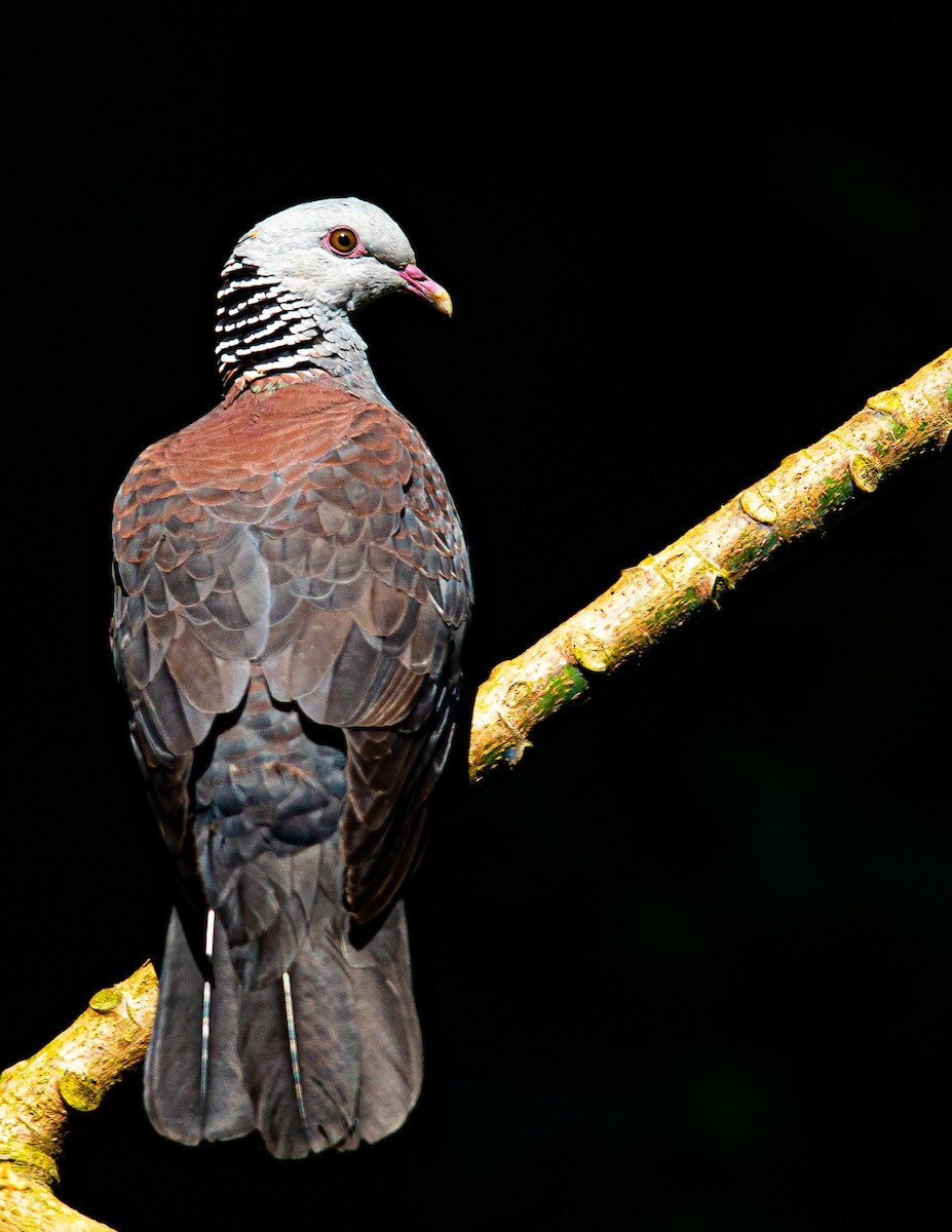 Nilgiri Wood-Pigeon - ML344268231