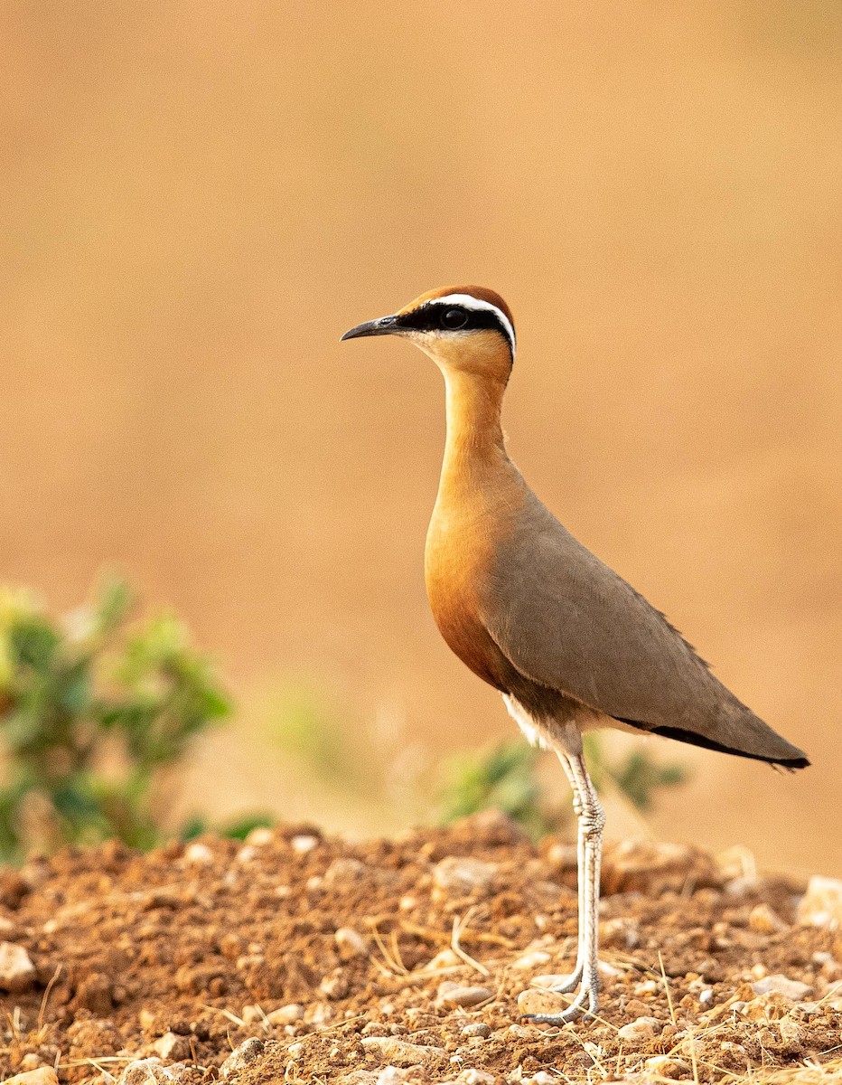 Indian Courser - ML344269121