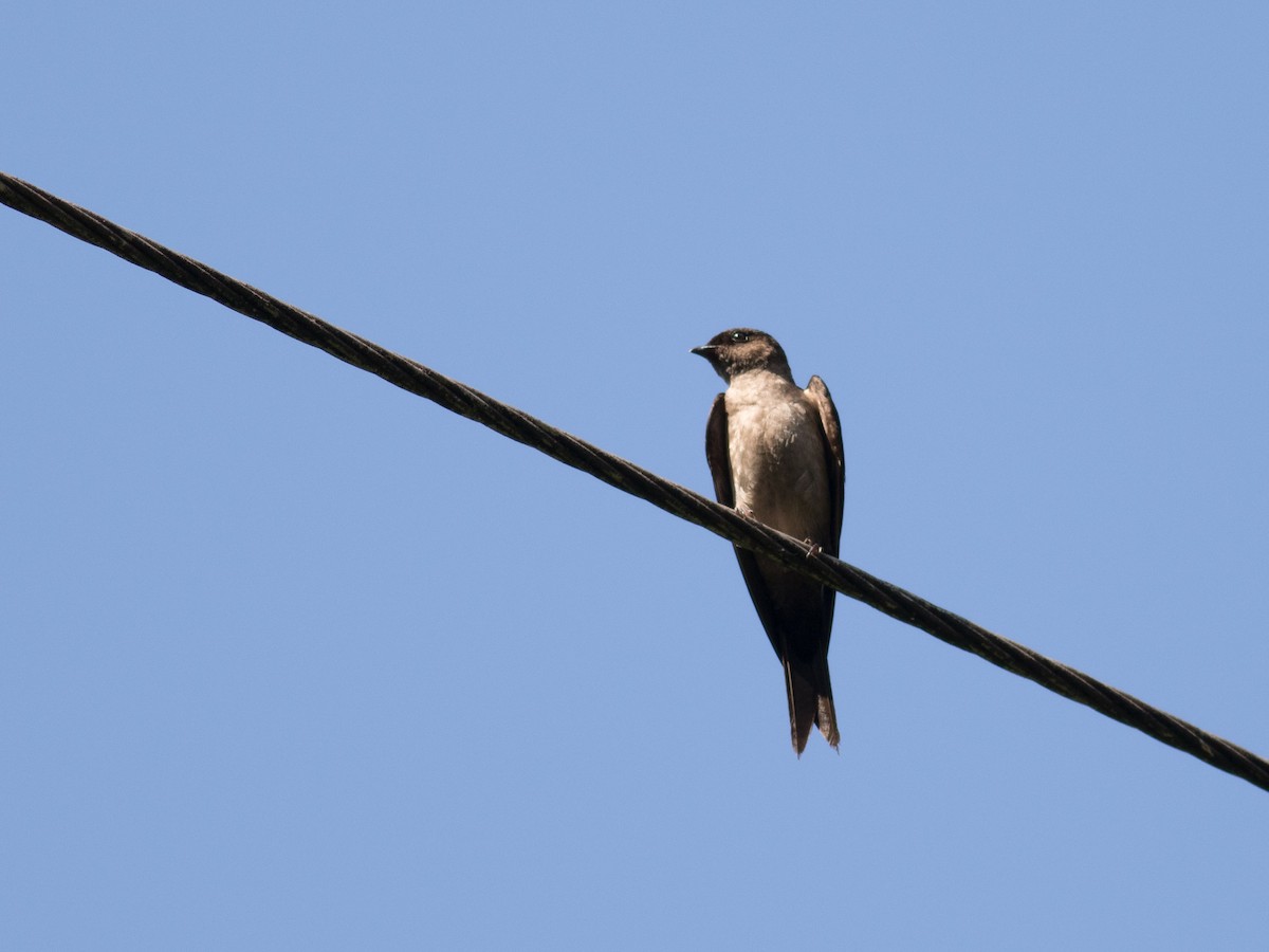 White-thighed Swallow - ML34427171