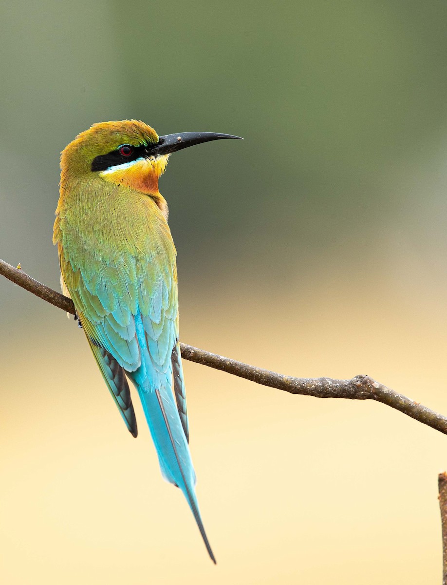 Blue-tailed Bee-eater - ML344273421