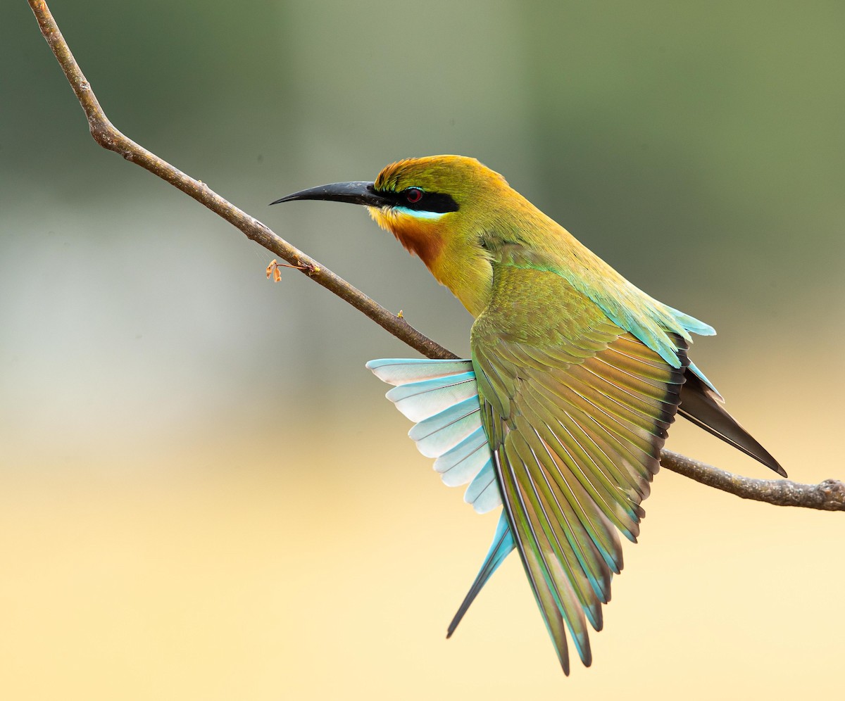 Blue-tailed Bee-eater - ML344273431