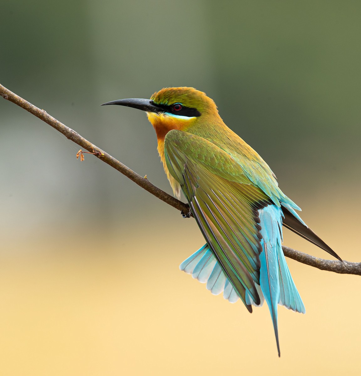 Blue-tailed Bee-eater - ML344273441