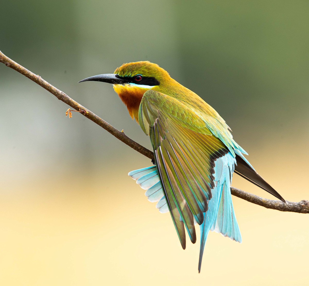 Blue-tailed Bee-eater - ML344273461
