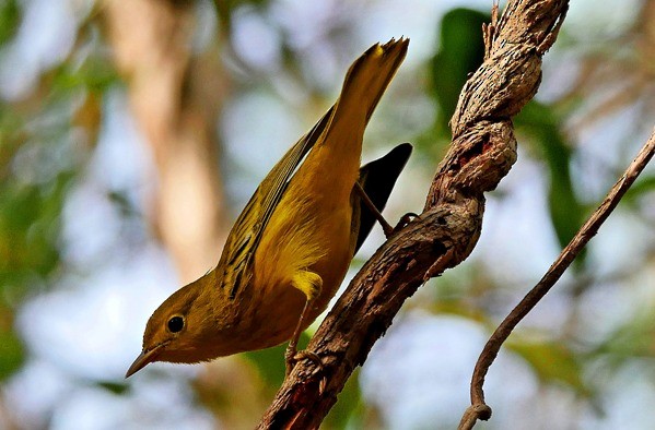 Yellow Warbler - Sadhu Govardhan