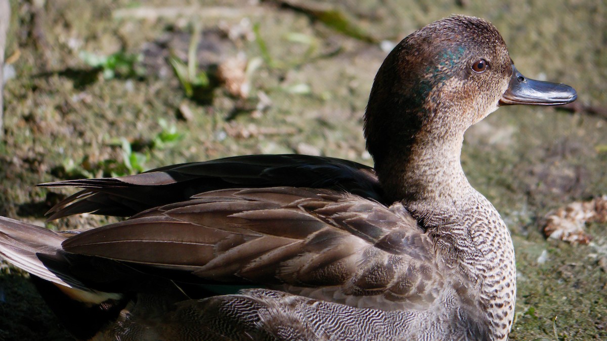 Green-winged Teal - ML344278331