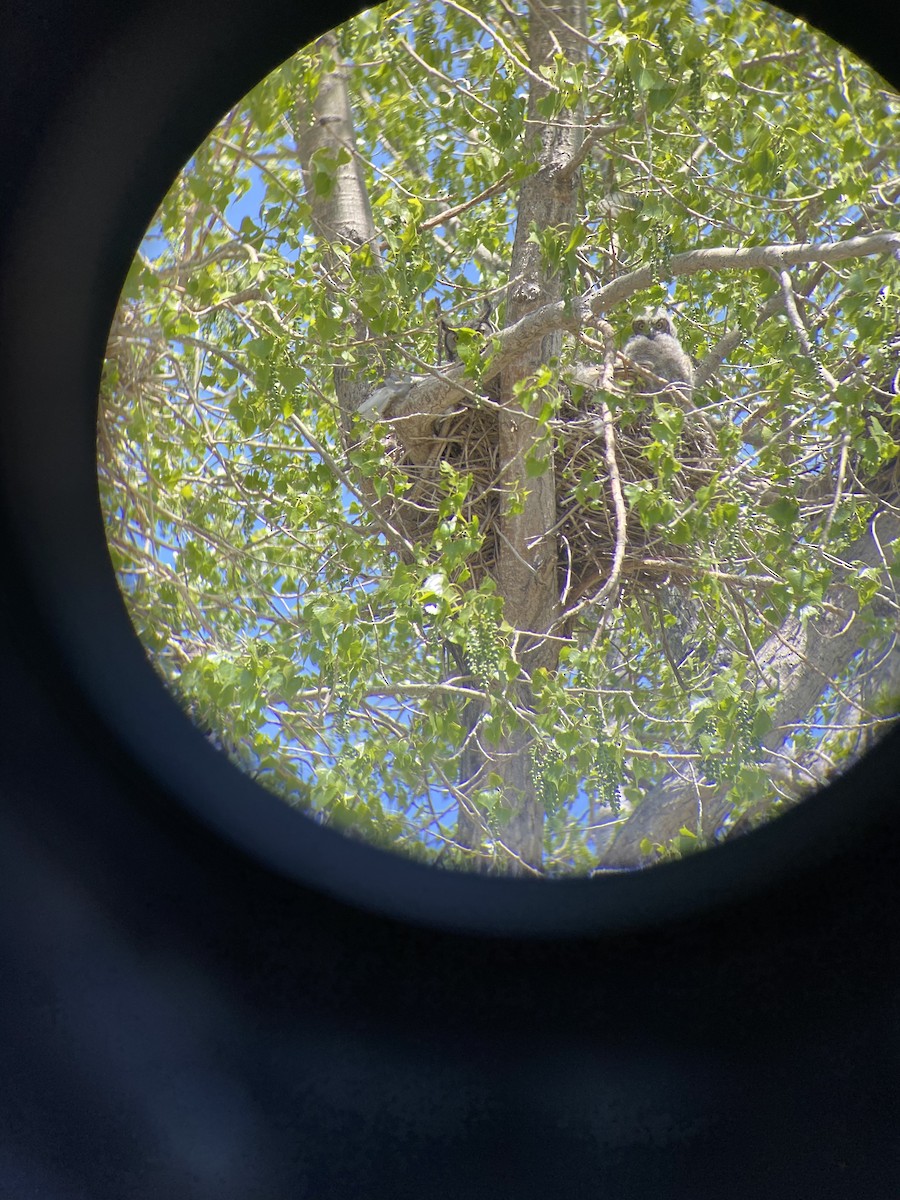 Great Horned Owl - ML344287101