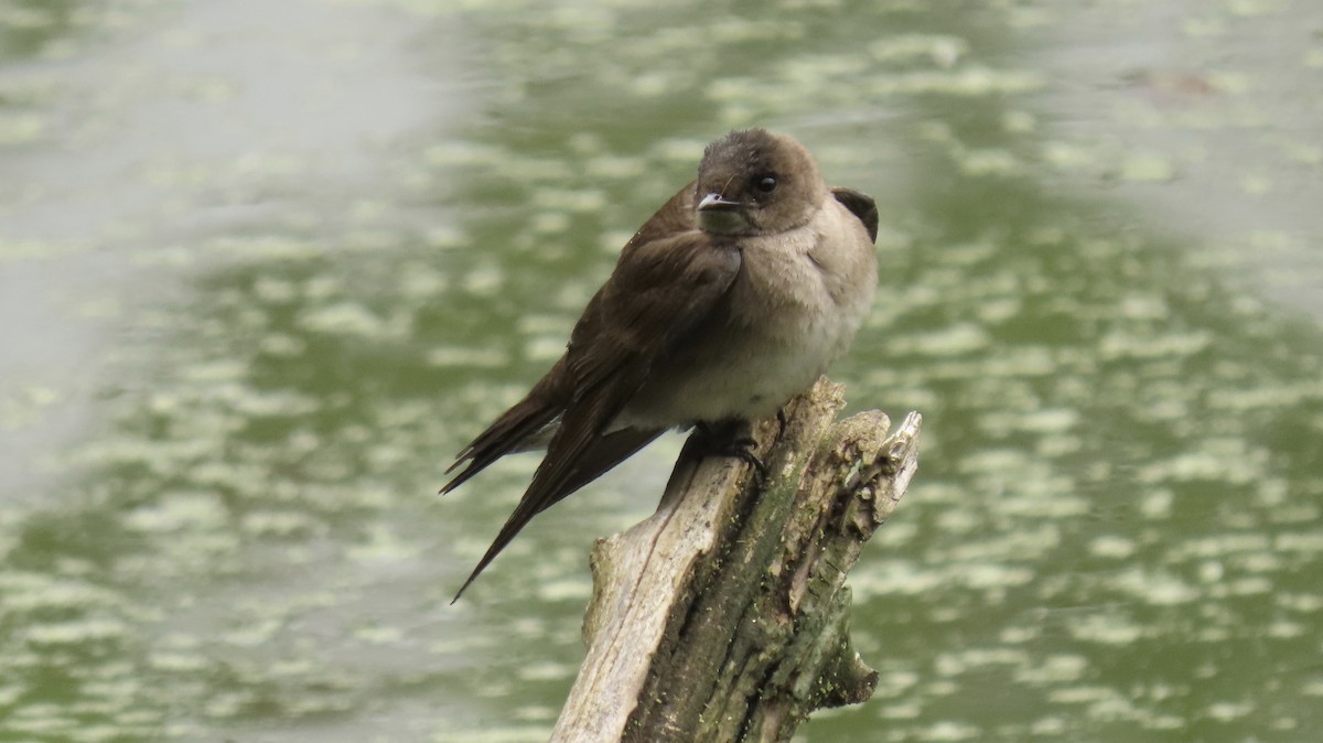 Northern Rough-winged Swallow - ML344293801