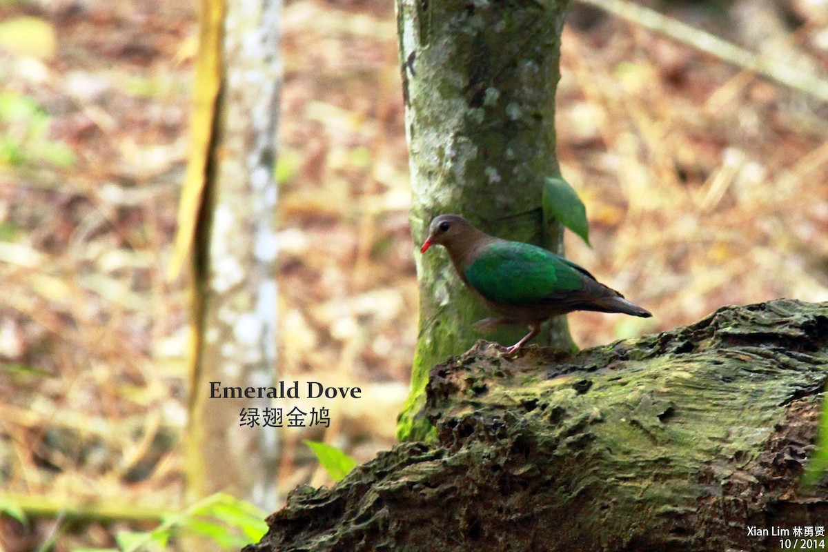 Asian Emerald Dove - Lim Ying Hien
