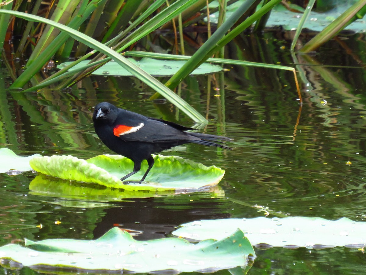 Red-winged Blackbird - Chris Barrigar