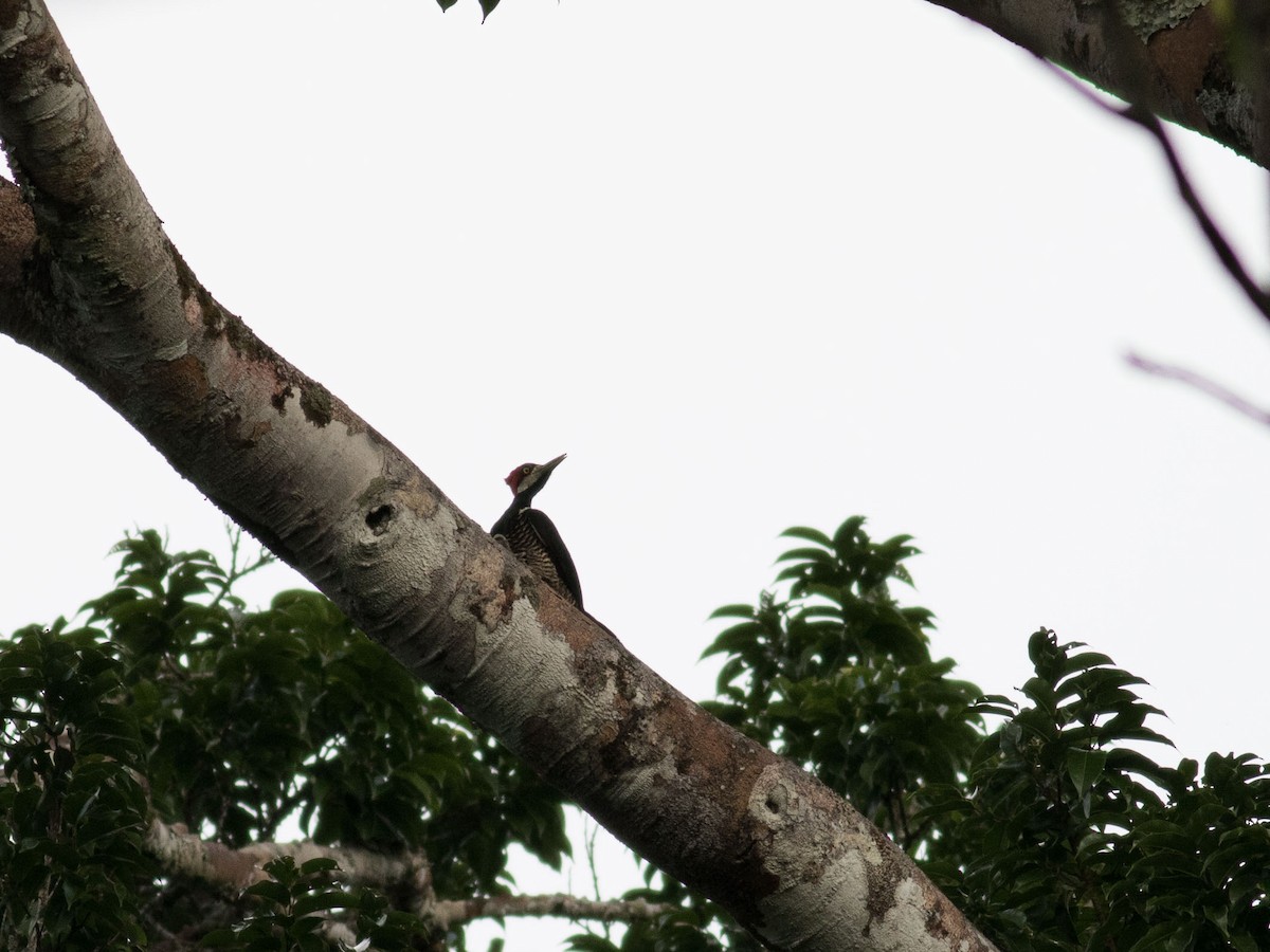 Crimson-crested Woodpecker - ML34430451