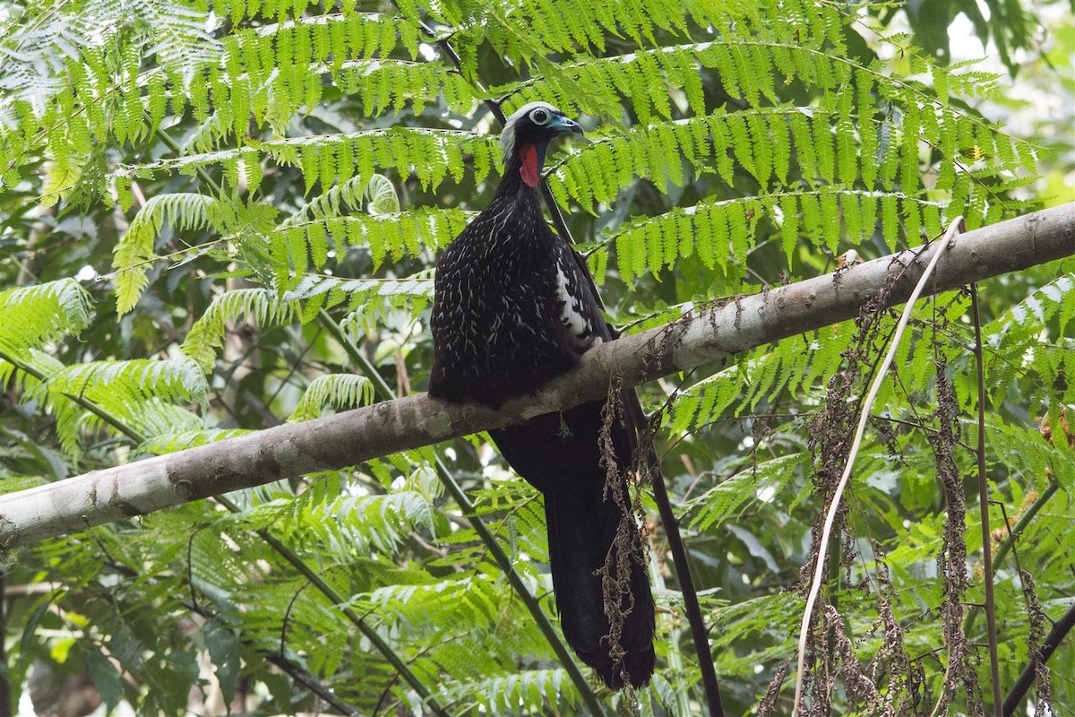 Black-fronted Piping-Guan - ML34430511