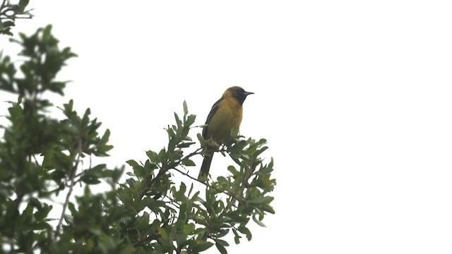 Orchard Oriole - ML344311021