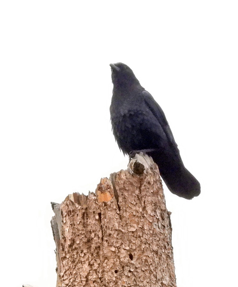 American Crow - Charles Hundertmark