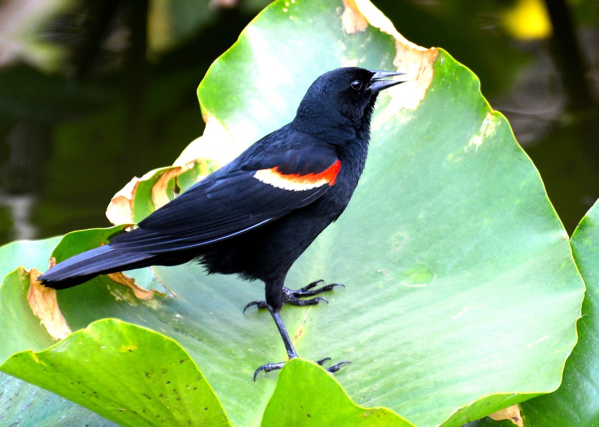 Red-winged Blackbird - John Whitehead