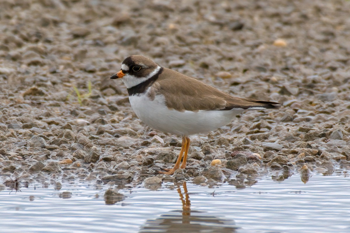 Semipalmated Plover - ML344319591