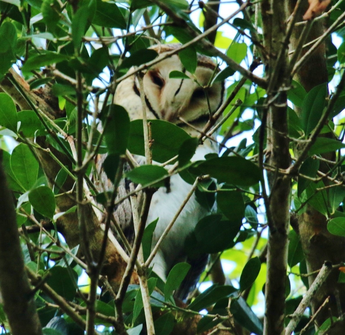 Australian Masked-Owl - Katherine Clark