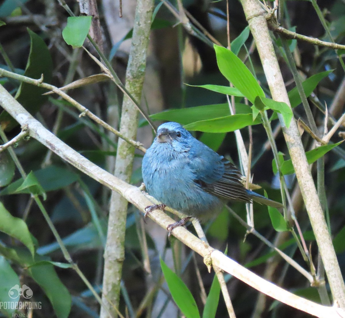 Glaucous-blue Grosbeak - Fernando Pocho Cabral / Birding Iguazu